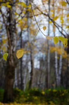 Yellow leaves in tree branches on the background of autumn park. Stock Photos