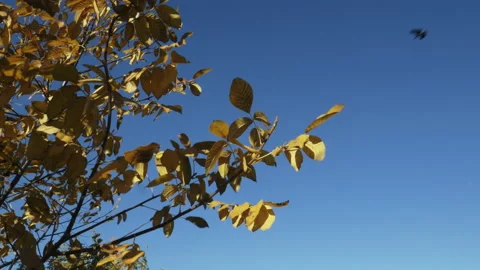 Yellow leaves on tree branches fluttering in the wind, clear blue sky Stock Footage 165504205
