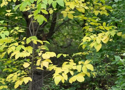 Yellow leaves on tree branches Stock Photos