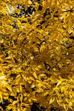 Yellow leaves on tree branches Stock Photos