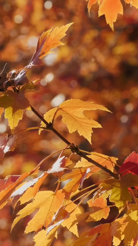 Yellow leaves on a tree in close-up. During the autumn day, the leaves are Stock Footage 310702396