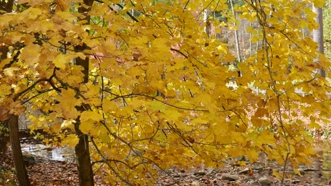 Yellow leaves on a tree during fall 스톡 동영상 141765115