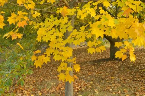 Yellow leaves on a tree during fall Stock Photos