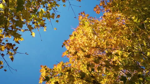 Yellow leaves on a tree during peak foliage Stock Footage 130346910