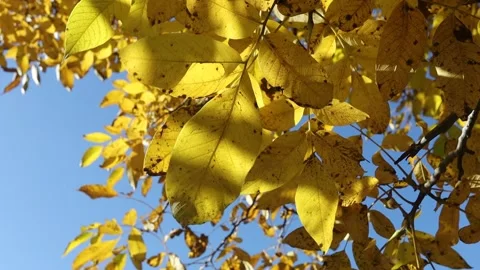 Yellow leaves on the tree fluttering in the wind Stock Footage 166752004