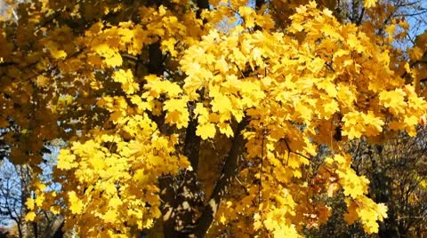 Yellow Leaves On Tree Video stock 8973750