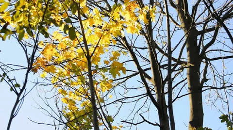 Yellow leaves on tree Stock Footage 22749902