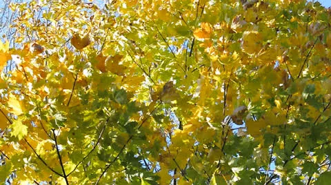 Yellow leaves on tree Stock Footage 22750003