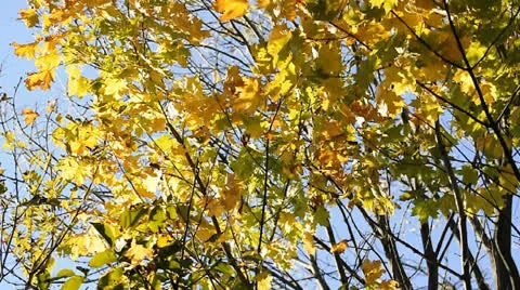Yellow leaves on tree Stock Footage 22750057