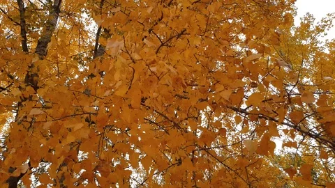 Yellow leaves on a tree Stock Footage 97642845