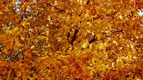 Yellow leaves on a tree Vídeo Stock 100557572