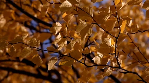 Yellow leaves on tree Stock Footage 101988699
