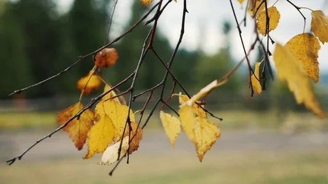 Yellow leaves on the tree Video stock 117178692