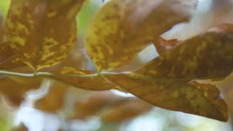 Yellow leaves on the tree Stock Footage 153486957