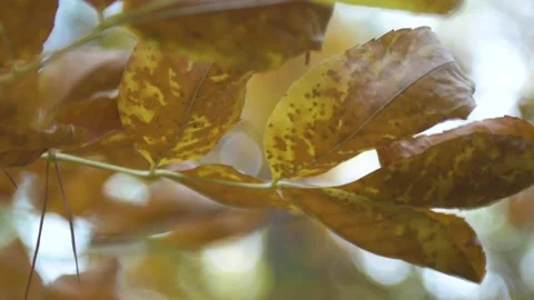 Yellow leaves on the tree 動画素材 153486991