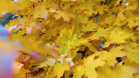 Yellow leaves on the tree Stock Footage 163056345