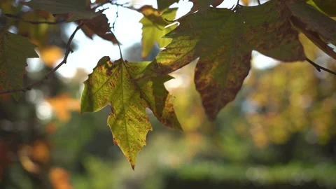 Yellow leaves on the tree Stock Footage 166323079