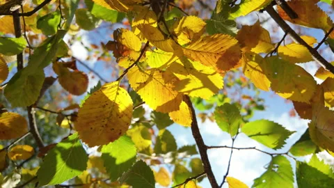 Yellow Leaves On A Tree Stock Footage 284648788