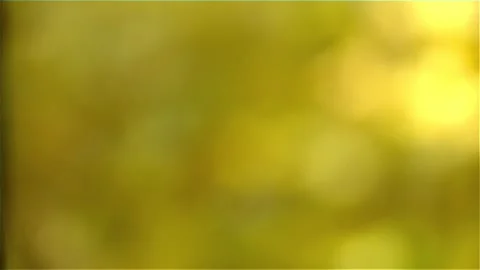 Yellow leaves of a tree in the foreground 12 Video stock 316175082