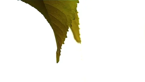 Yellow leaves of a tree in the foreground 21 Video stock 316175555