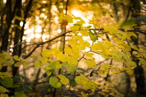 Yellow leaves on tree in the forest Stock Photos