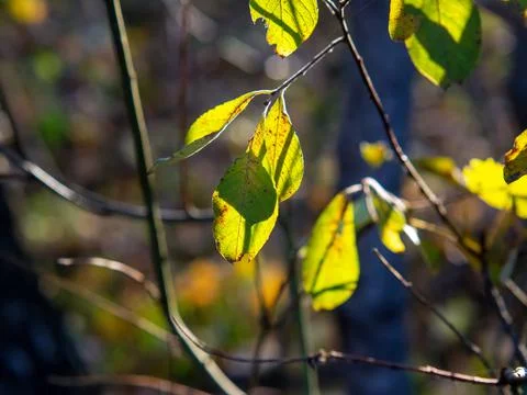 Yellow leaves on a tree in the forest Stock Photos