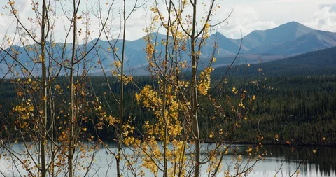 Yellow leaves on a tree in late fall Stock Footage 116495908
