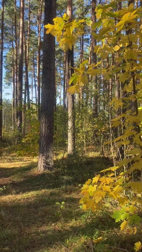Yellow leaves on a tree. Maple. Autumn in the forest. Vertical video Stock Footage 287937711