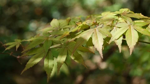 Yellow leaves of tree Palmate Maple Acer Palmatum in light wind, 4K Stock Footage 106949300