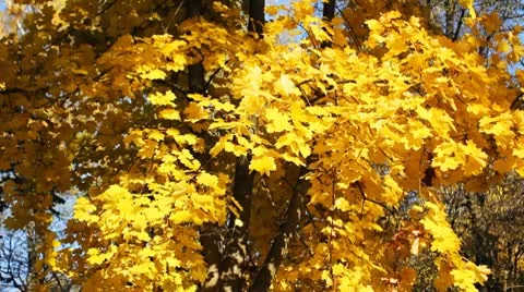 Yellow Leaves On Tree Panorama Stock Footage 8973742