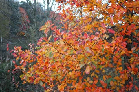 Yellow leaves on a tree Stock Photos