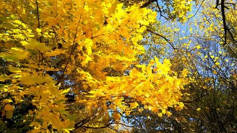 Yellow leaves on the tree. Stock Photos