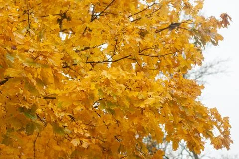 Yellow leaves on a tree Stock Photos