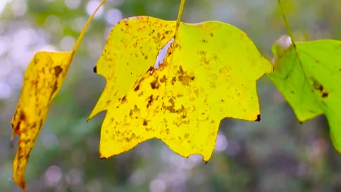 Yellow leaves on a tree in the southern Fall Video stock 142108023