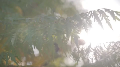 Yellow leaves of a tree in the sun 動画素材 141054417