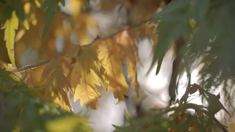 Yellow leaves of a tree in the sun Stock Footage 141054418
