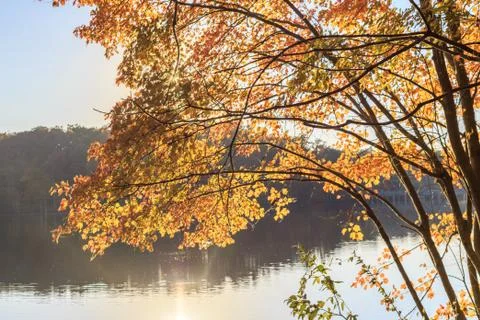 Yellow leaves of the tree with sun reflection over the lake Stock Photos