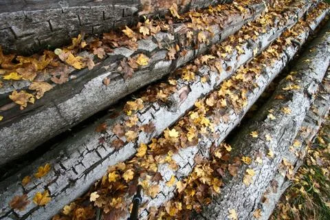 Yellow leaves on tree  trunk Stock Photos
