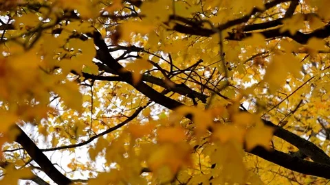 Yellow leaves in a tree waving in the wind on the Ile aux Cygnes in Paris France Stock Footage 106356633