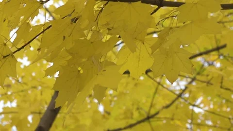Yellow leaves on the tree.HD Stock Footage 153486493
