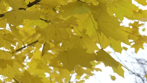 Yellow leaves on the tree.HD Stock Footage 153486888