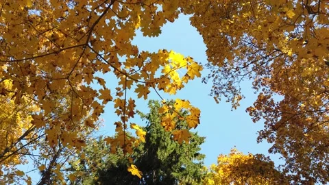 Yellow leaves of trees on the background of the sky in autumn Video stock 162407274