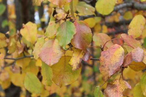 Yellow leaves on trees during Fall Stock Photos