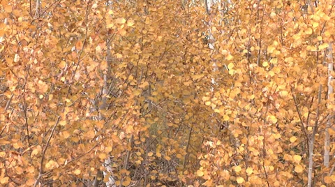 Yellow Leaves on Trees Stock Footage 32899893