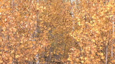 Yellow Leaves on Trees Stock Footage 32901483