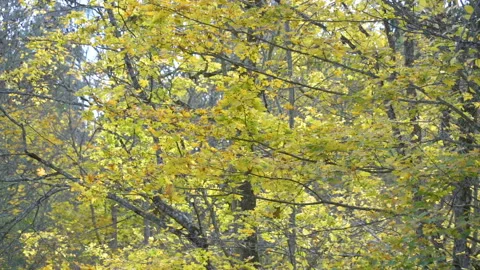 The yellow leaves of the trees on the forest Stock Footage 144148978