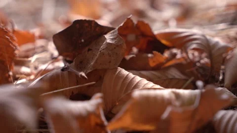 The yellow leaves of the trees on the ground. Stock Footage 253336261