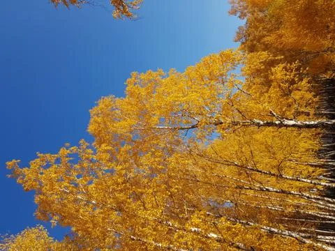 Yellow leaves on trees Stock Photos