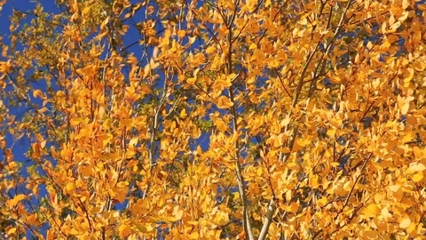 Yellow leaves of trees in the wind. Stock Footage 119802480