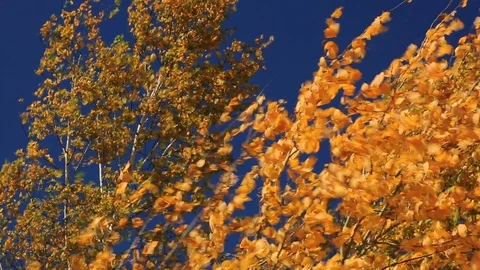 Yellow leaves of trees in the wind. Stock Footage 119802565